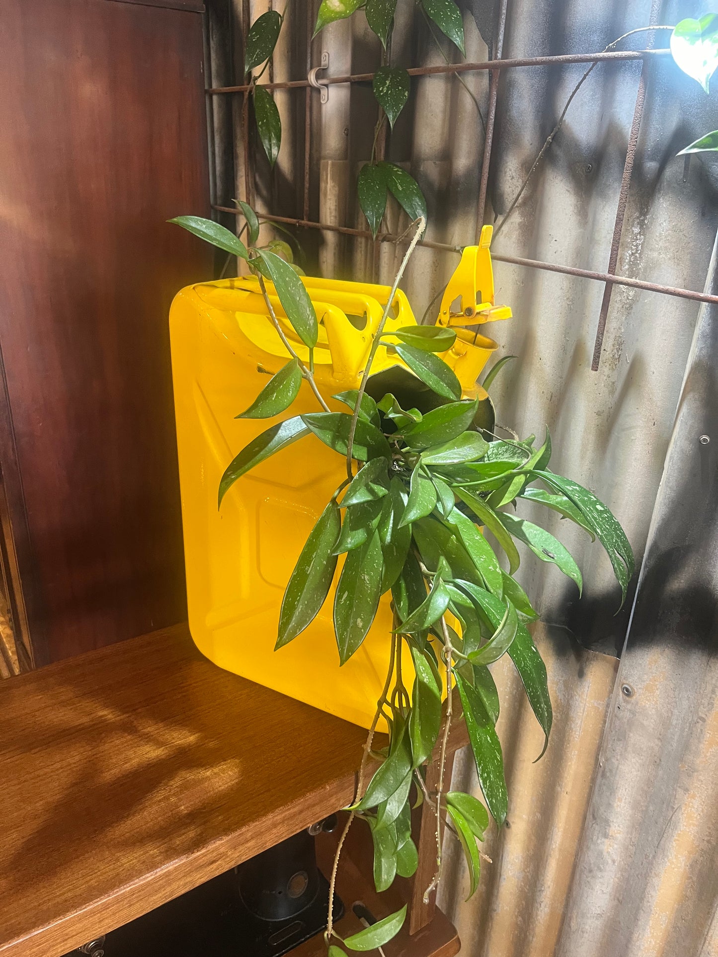 Jerry can planter with established climber