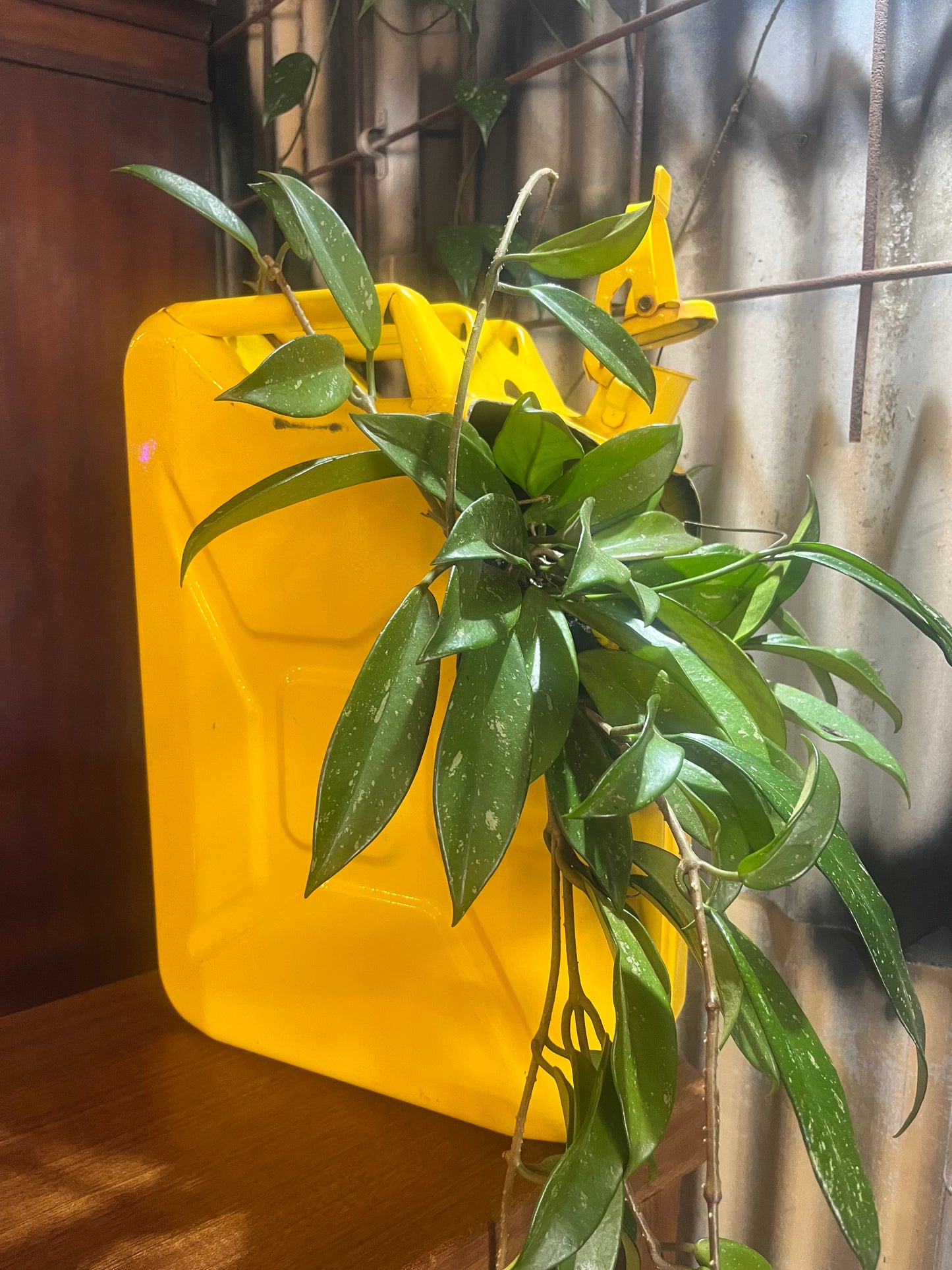 Jerry can planter with established climber