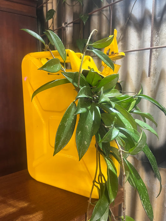 Jerry can planter with established climber